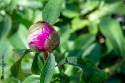 Bild auf Leinwand Bud of pink peony in the María Luisa park, selective focus, Seville