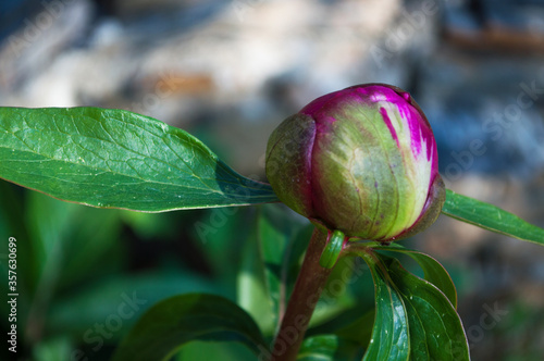 Foto Bud of pink peony in the María Luisa park, selective focus, Seville