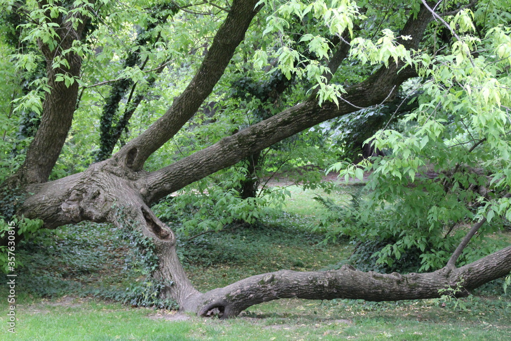 drzewo korzenie galezie stare rosliny zielony park las