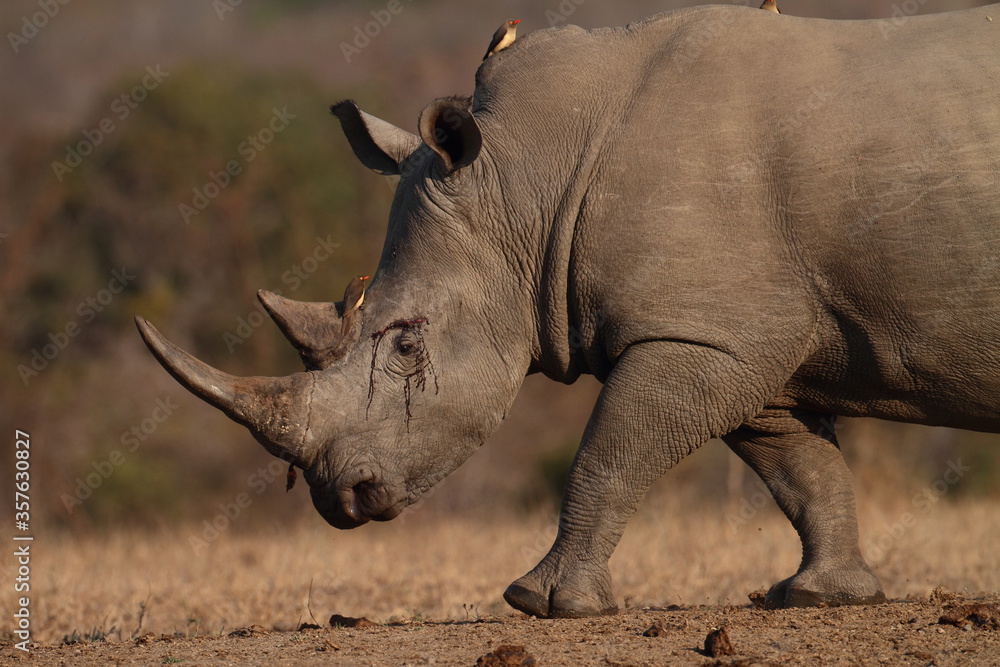 Obraz premium White Rhino Bull