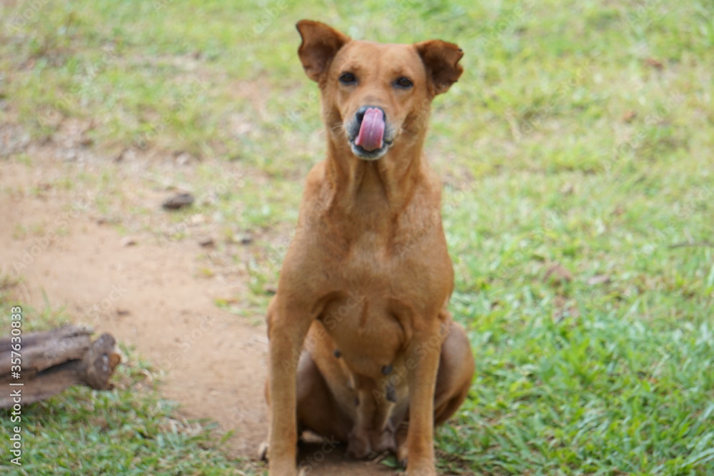 Stretch dog tongue Stretch dog tongue
