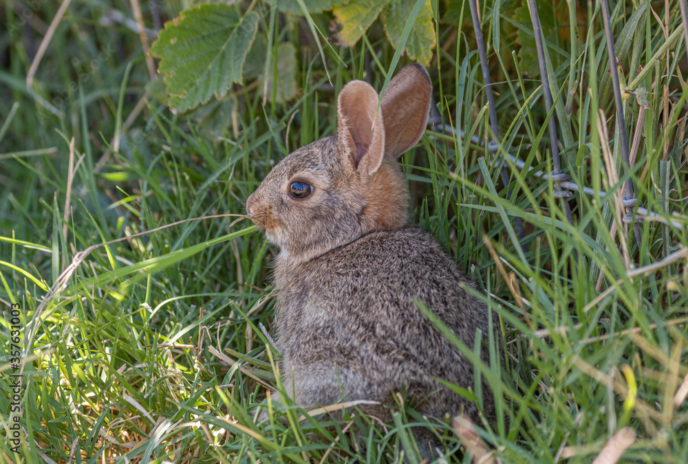 Fototapeta premium Cute Young Cottontail Rabbit