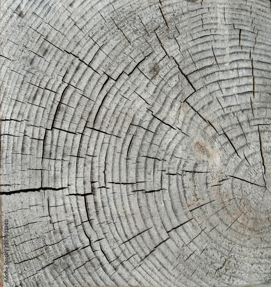 Gray wooden background or texture. Natural wood pattern