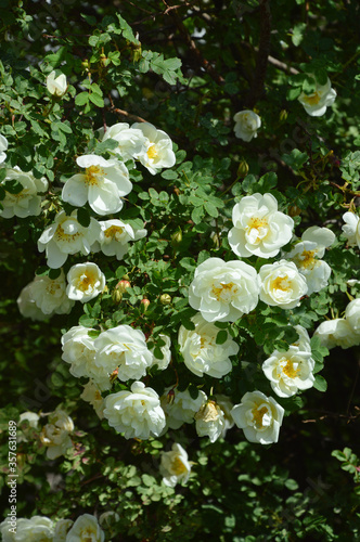 blooming wild rose Bush. white flowers in the Park. green plant in summer.