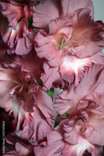 Gladiolus flower close-up, variety "Chocolate Girl"