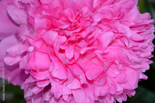 pink lush peony. beautiful summer flower.