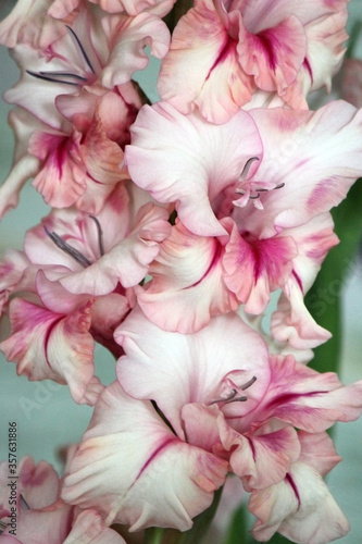 Gladiolus flower close-up, grade "Radin"