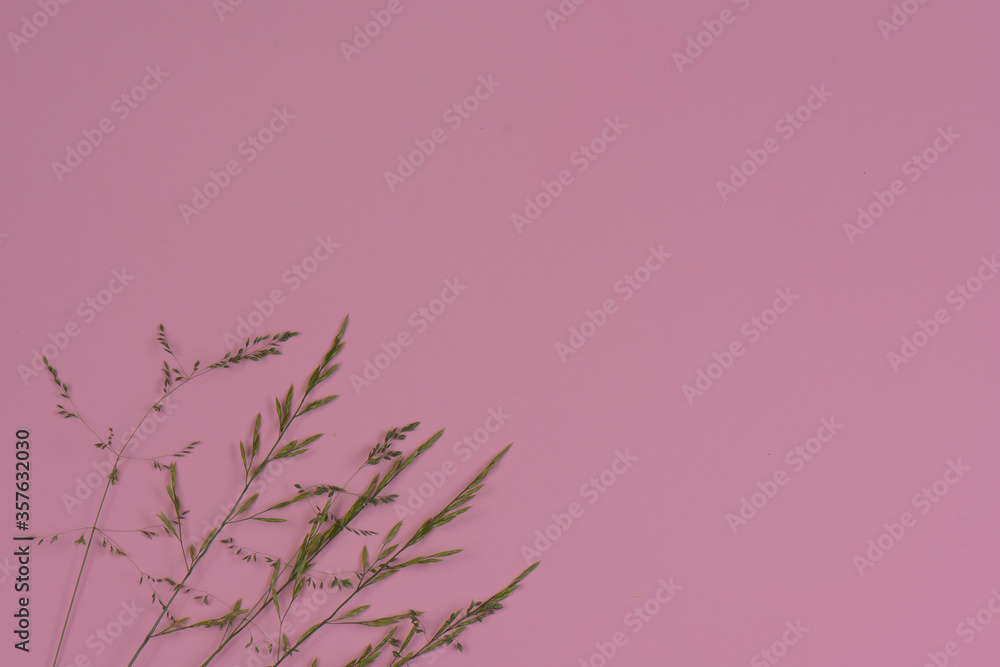 Real grass close up on a soft pink background Real grass close up on a soft pink background