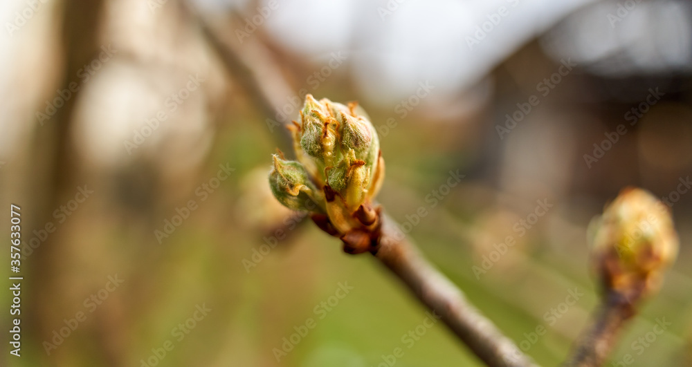 Cherry tree branch with sprintime buds Cherry tree branch with sprintime buds