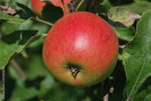 jabłko ja jabłoni