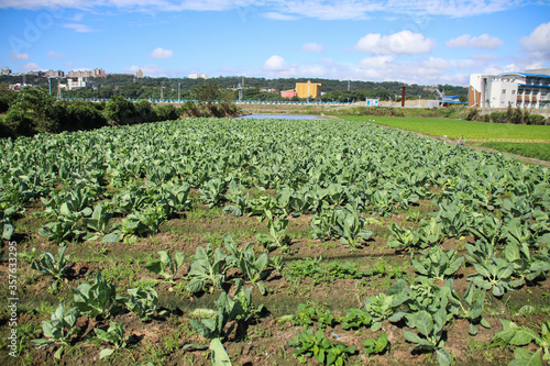 Taiwan agriculture rural