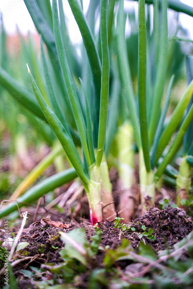 Obraz premium Green onion