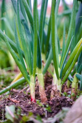 Green onion