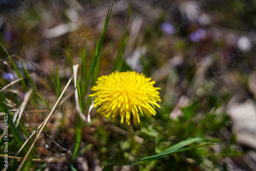 Wallpaper Mural Meadow with yellow flowers Torontodigital.ca