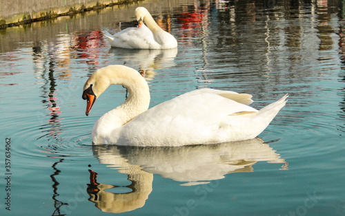 Sticker Swan as your Majesty
