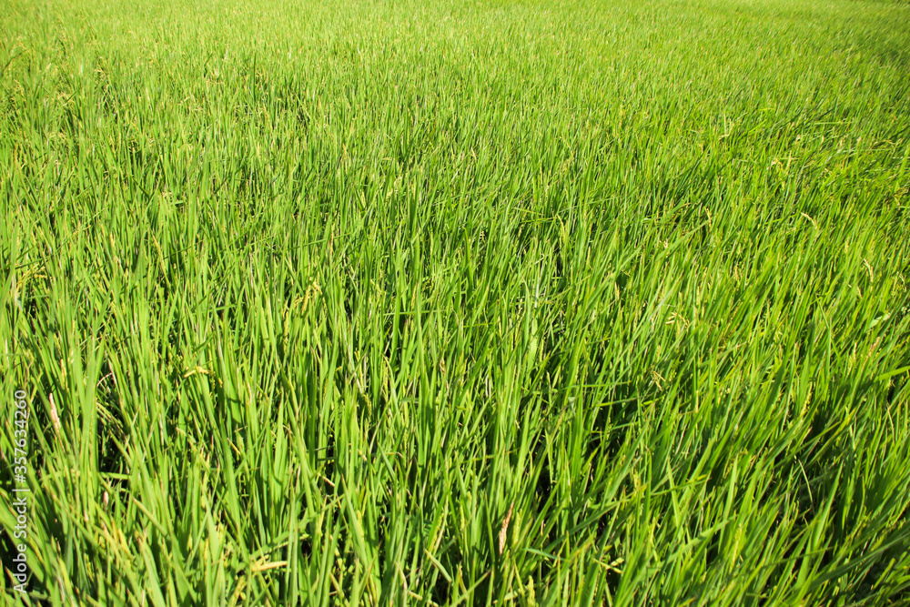 Taiwan agriculture rural