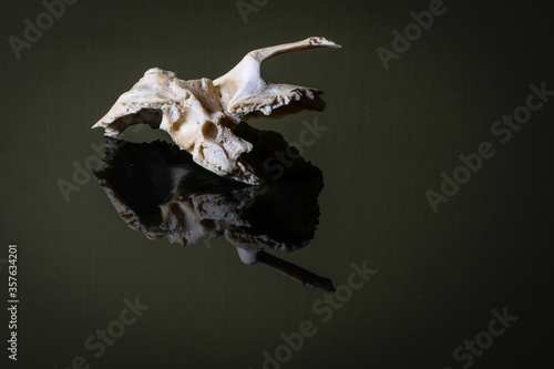 Fotografie Isolated human left sided temporal bone of skull on a dark background