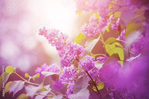 Delicate pink fragrant lilac flowers bloomed on branches with green leaves  illuminated by sunlight.