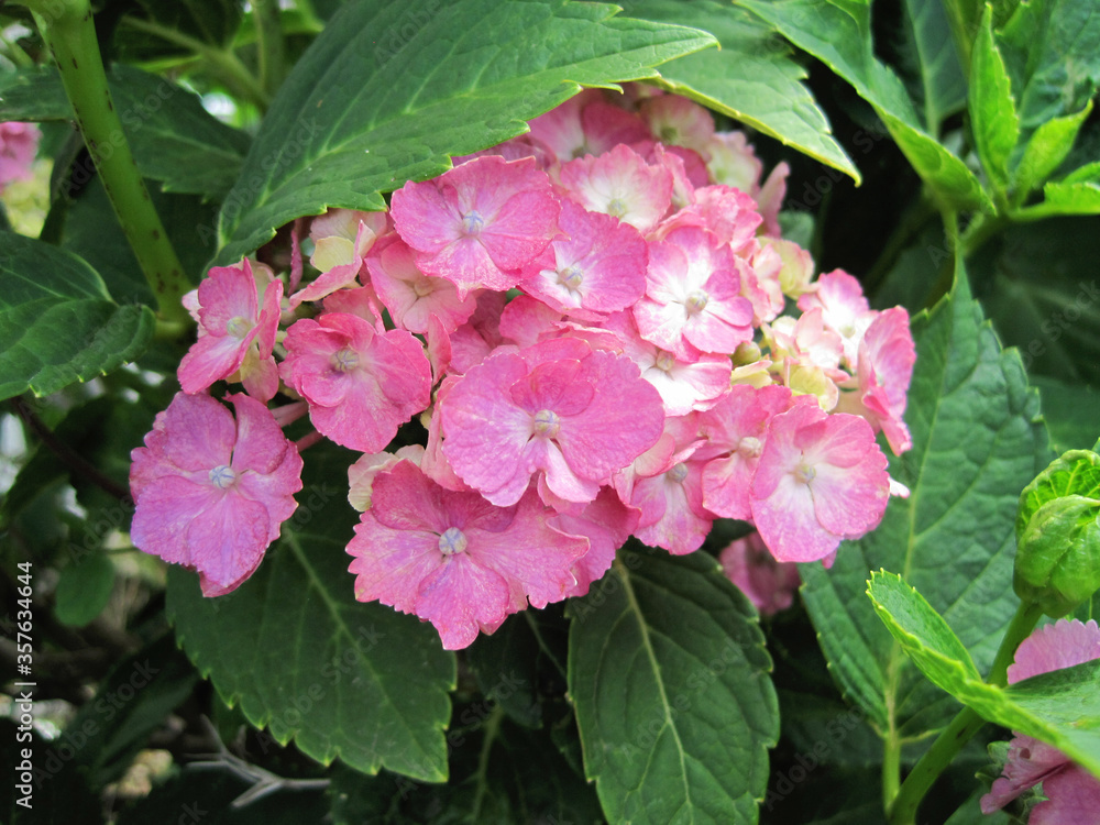 Pink hydrangea Pink hydrangea