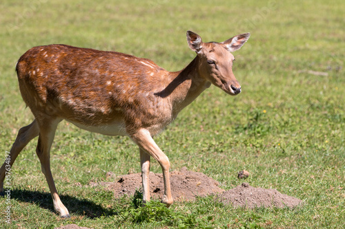 Fototapeta Naklejka Na Ścianę i Meble -  Fallow Deer (in german Damwild or Damhirsch) Dama dama