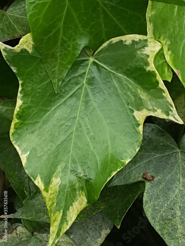 green leaf background