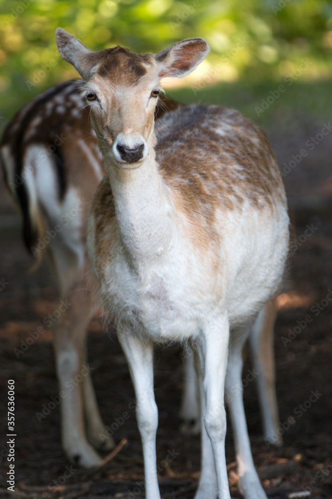 Fallow Deer (in german Damwild or Damhirsch) Dama dama Fallow Deer (in german Damwild or Damhirsch) Dama dama