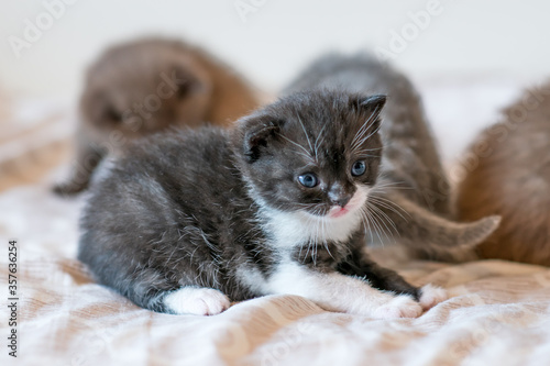 portrait of bicolor black and white british short hair kitten. little and funny 2-3 weeks old kitten 