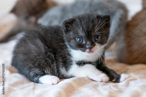 portrait of bicolor black and white british short hair kitten.
little and funny 2-3 weeks old kitten 