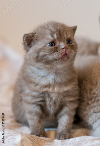 Little chocolate kitten british short hair 2-3 week old