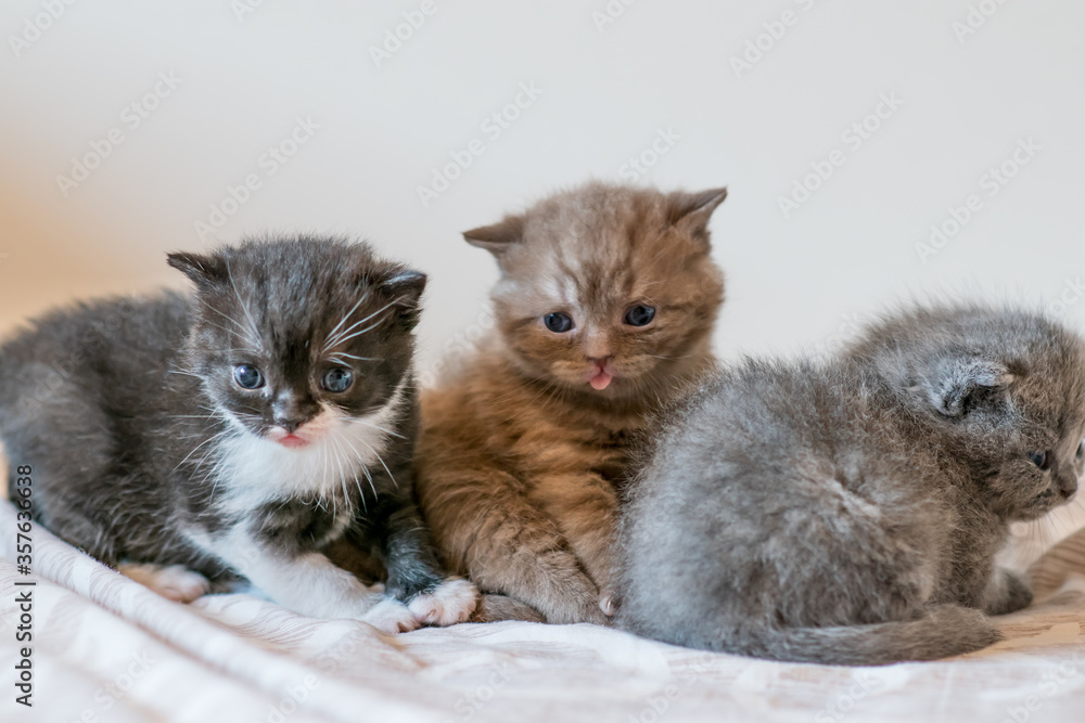 Two little cute kitten british short hair 2-3 week old Two little cute kitten british short hair 2-3 week old