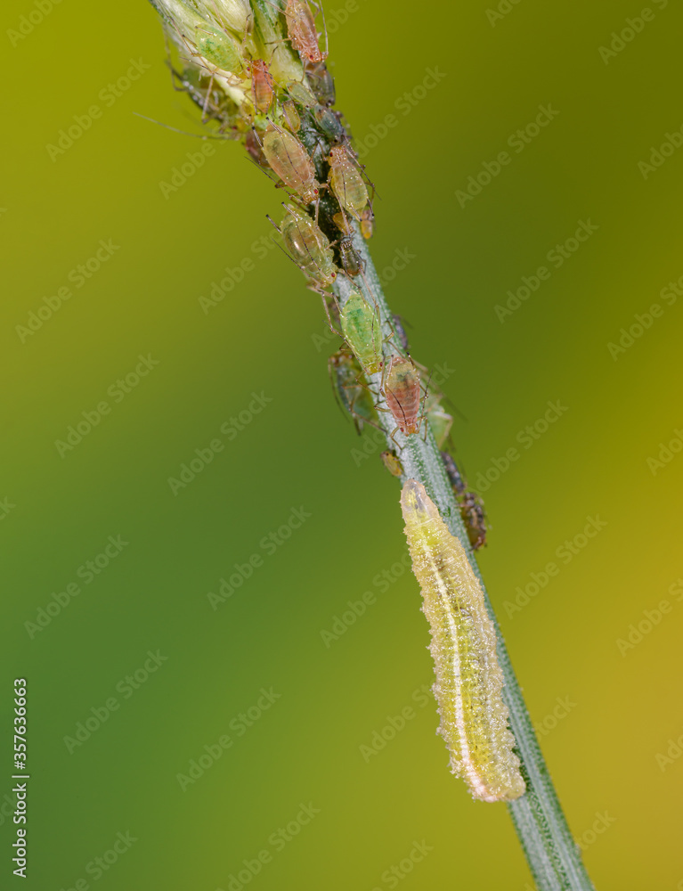 Hoverfly larva eats aphids, larva of a hoverfly approaches aphids, predatory insect larva seeks