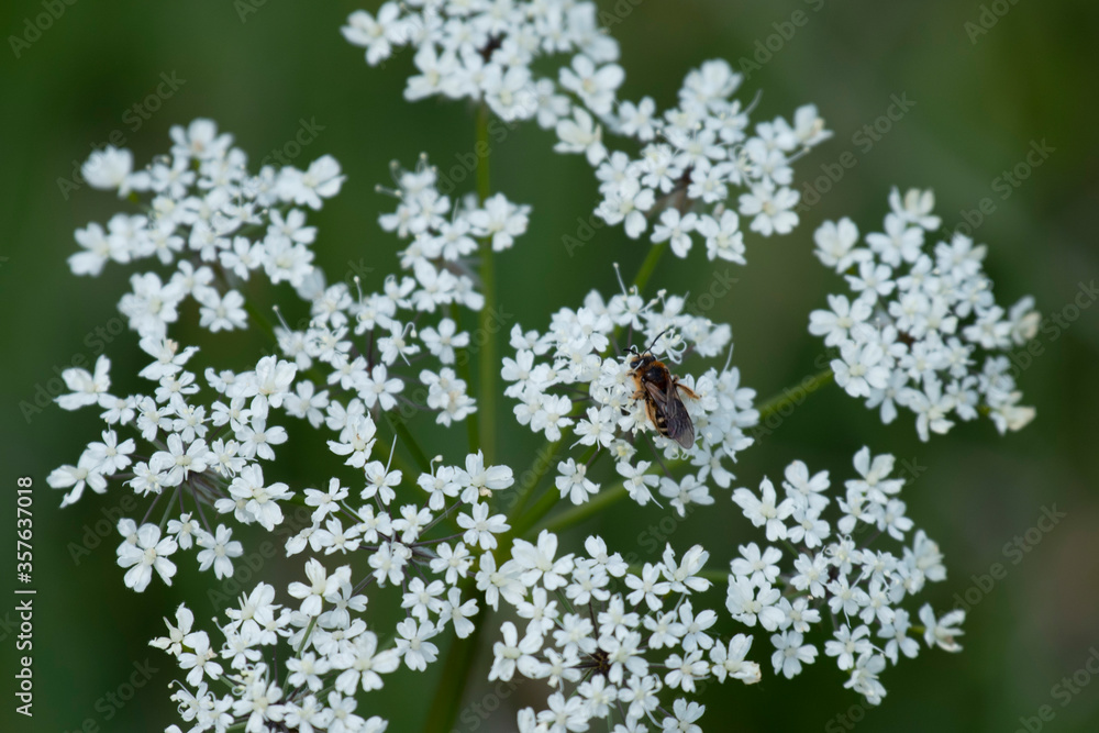 Anthriscus sylvestris cow parsley Anthriscus sylvestris cow parsley