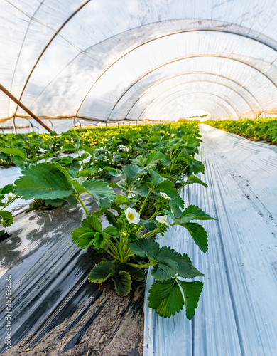 Cultivation of strawberry fruits using the plasticulture method, plants growing on plastic mulch in walk-in greenhouse tunnels