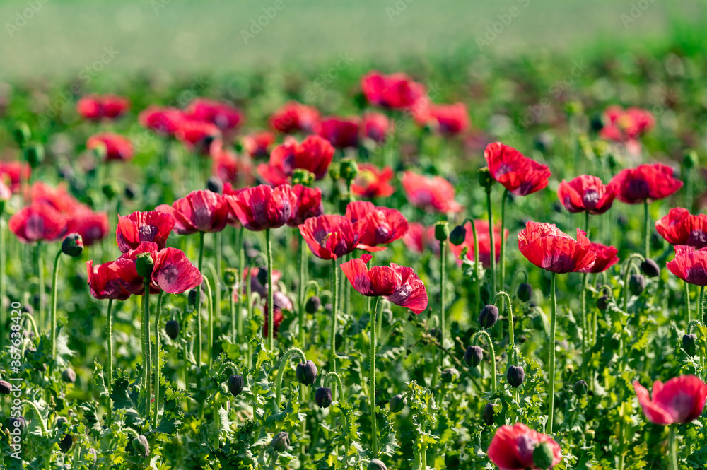 Big garden red poppy flowers nature background