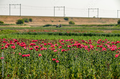 Summer vacation in Zeeland, Netherlands, railways and blossom of garden red poppy flowers, travel background © barmalini