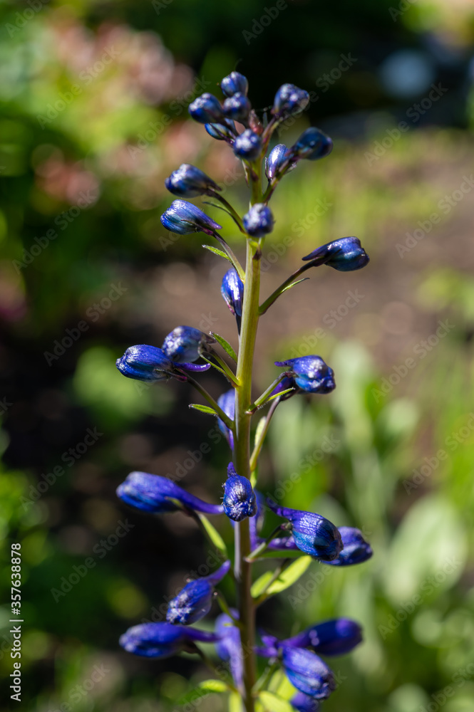 Colorful delfinium flowers plant growing is garden Colorful delfinium flowers plant growing is garden