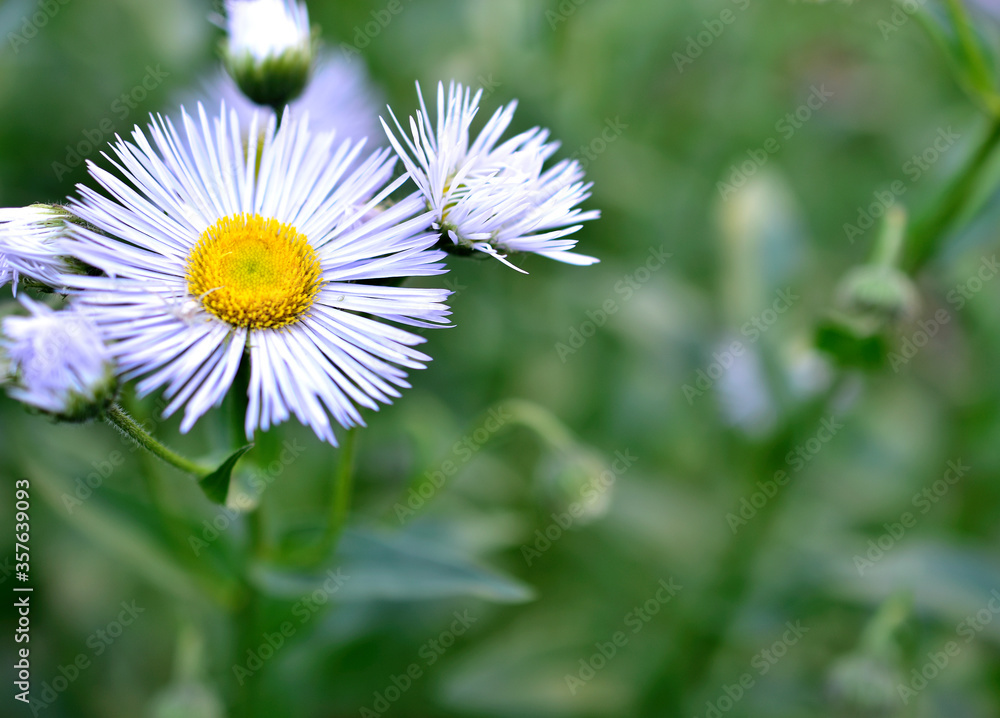 Light blue flowers of marigolds similar to daisies Light blue flowers of marigolds similar to daisies