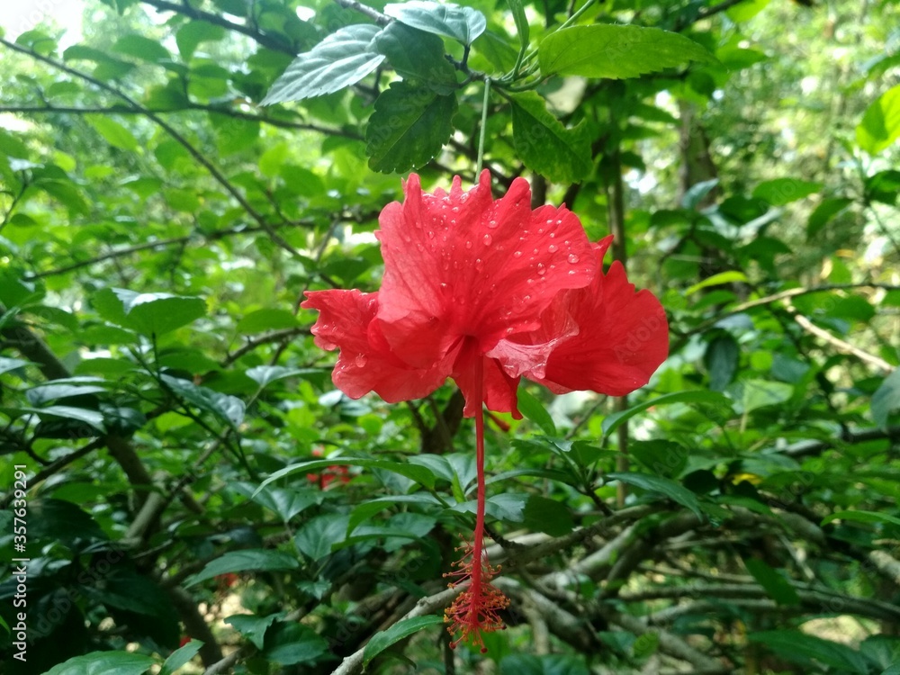 Beautiful Raindrop Red Java Flower HD Background