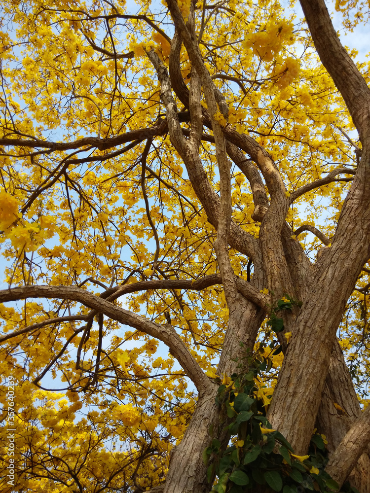 Paraguayan Silver Trumpet Tree Tabebuia argentea Britton Paraguayan Silver Trumpet Tree Tabebuia argentea Britton
