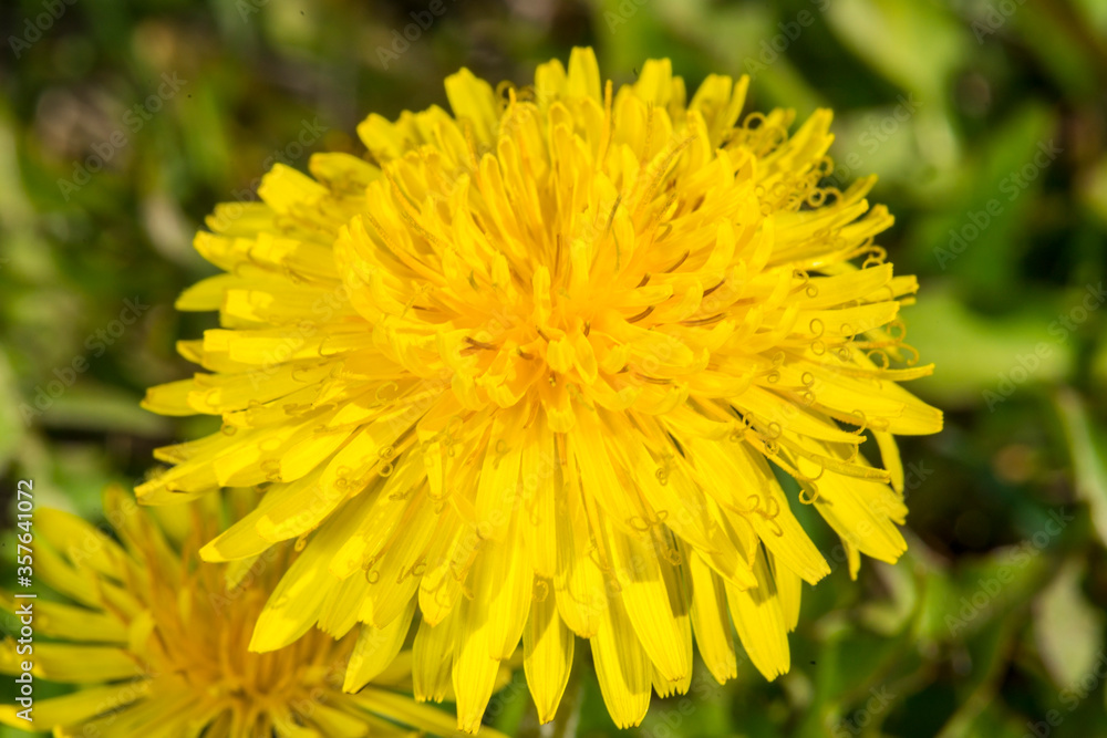 Flowers
Flowers