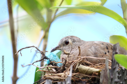 bird on a branch