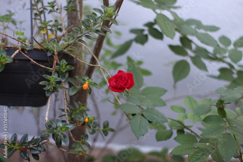 red rose in the garden