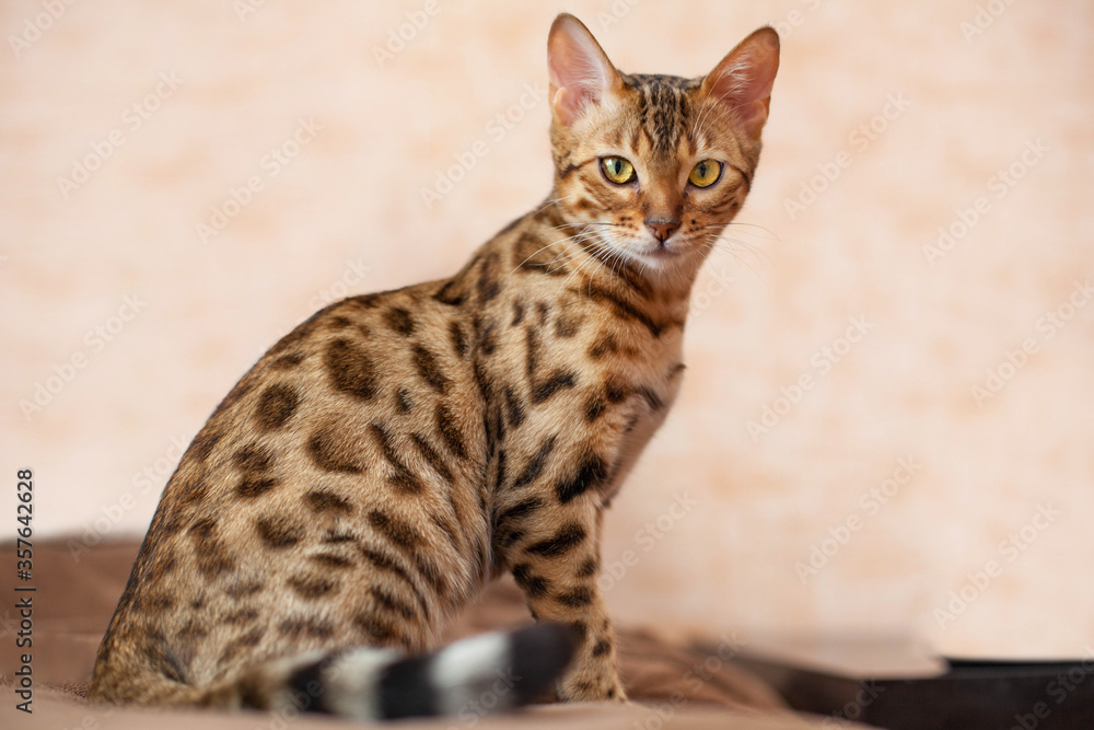 Obraz premium portrait of bengal cat looks into the left