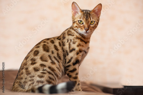 portrait of bengal cat looks into the left