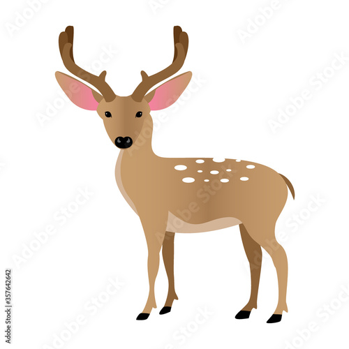 deer vector illustration