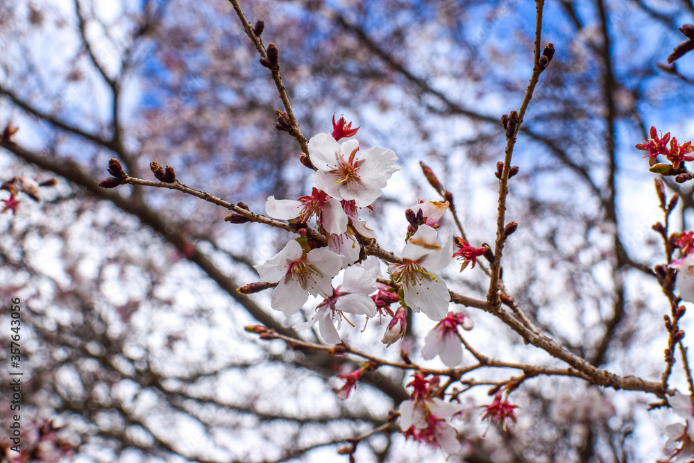 red cherry blossom