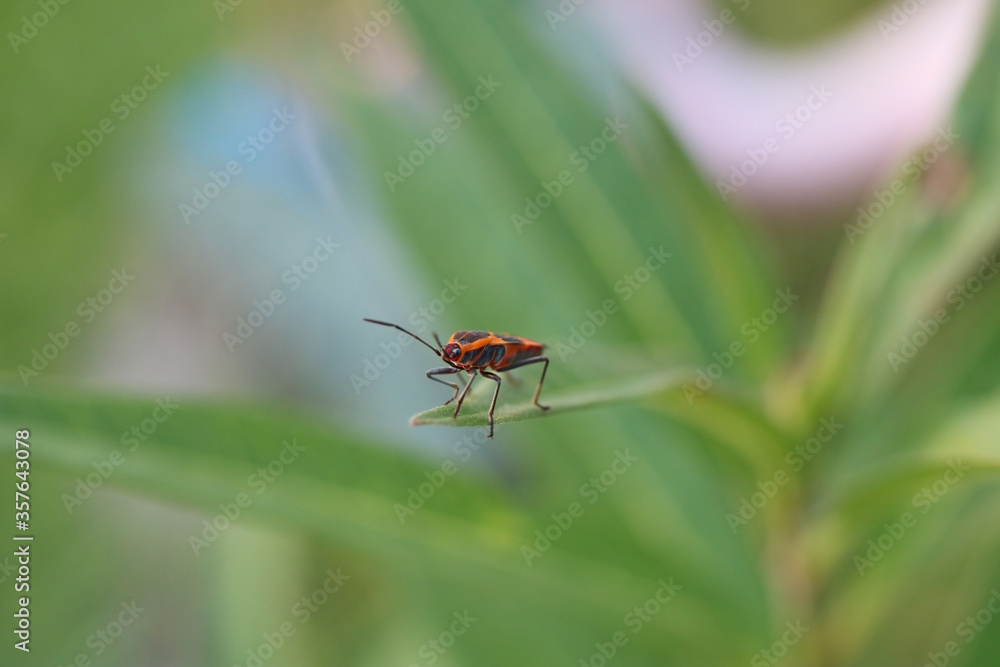 macro close up of a large orange with black spots milkweed bug atop a milkweed plant in Florida - Oncopeltus fasciatus macro close up of a large orange with black spots milkweed bug atop a milkweed plant in Florida - Oncopeltus fasciatus