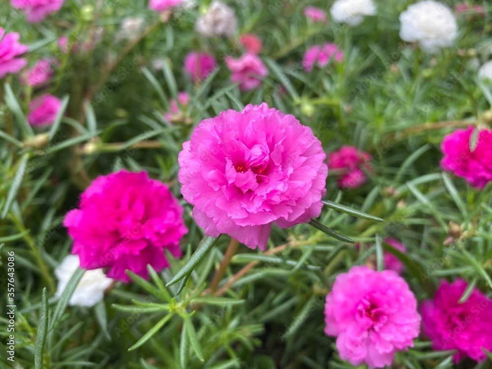 Obraz premium pink flowers in spring