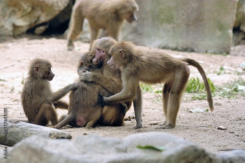 Fotografia Shot of an adorable monkey family hugging each other