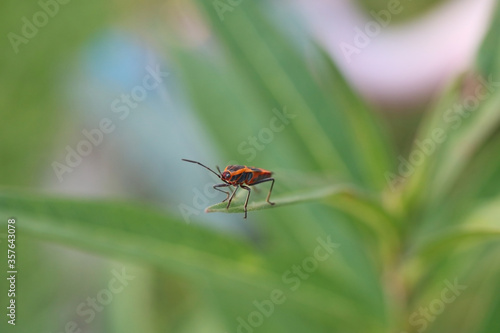 macro close up of a large orange with black spots milkweed bug atop a milkweed plant in Florida - Oncopeltus fasciatus